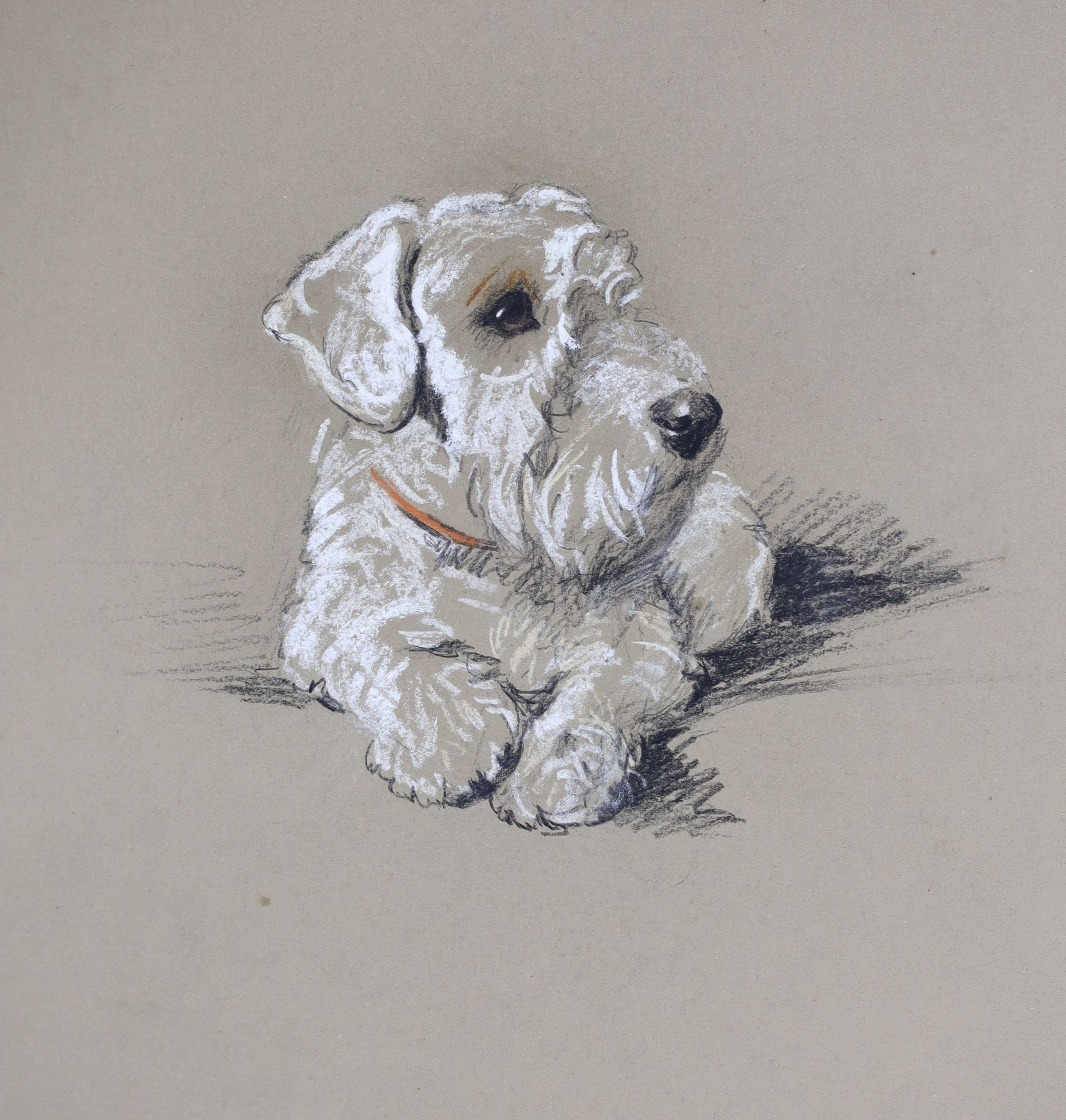 Lucy Dawson (1875-1954), pastel on buff card, 'Posing' portrait of a white terrier, unsigned, title inscribed verso, 34 x 26cm